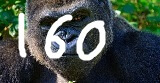 gorilla