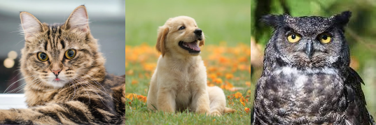 cat, dog and owl